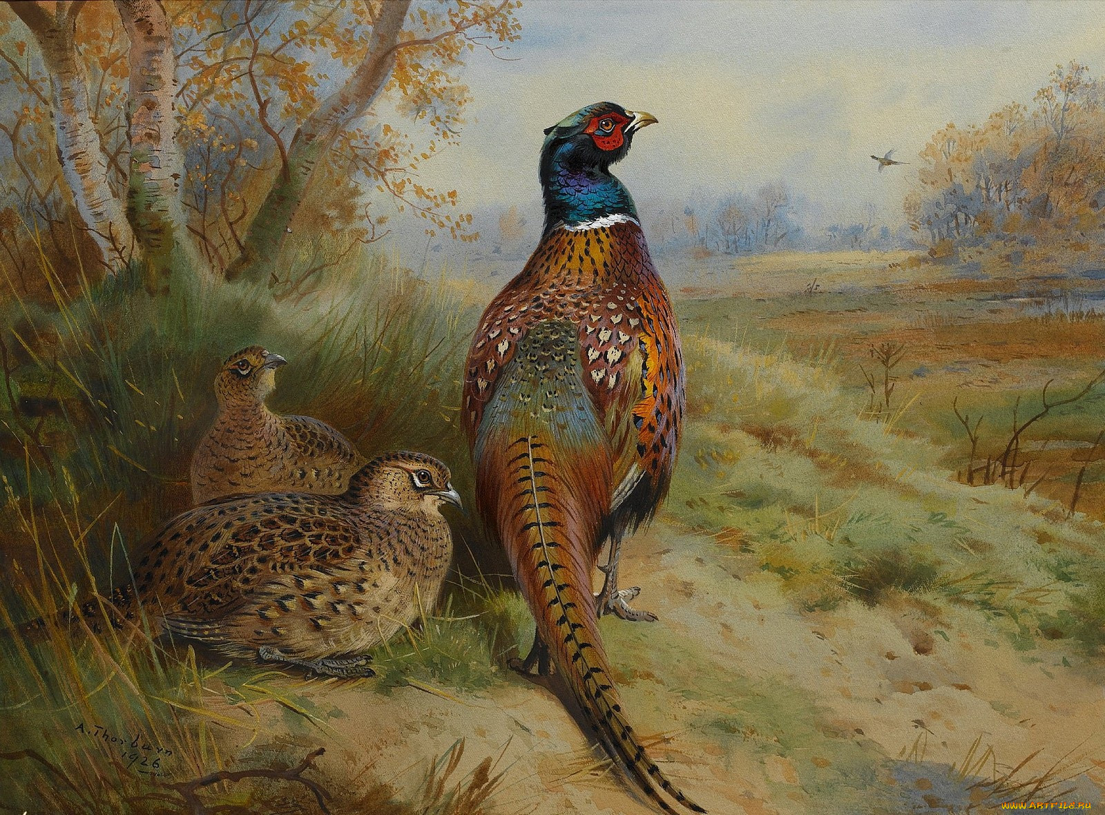 , archibald, thorburn